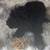 Golden doodle 11 thumbnail