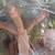 ALOE BAIENSEII ,DR SUSE tree & Dracaena Draco 11 23 thumbnail