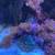 Rose bubble tip anemone 2 thumbnail