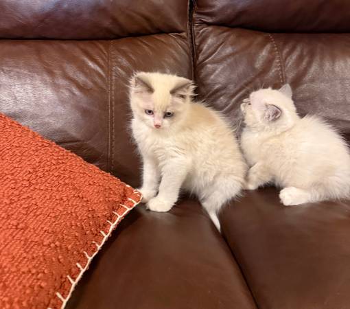 Ragdoll Kittens63930684987778121