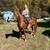 Peruvian Paso Mare 2 thumbnail