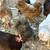 Chickens and Polish rooster 4 thumbnail