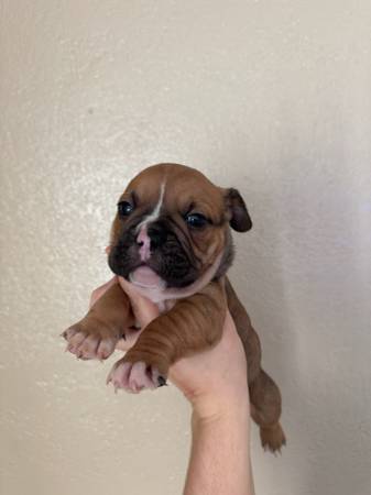 English bulldog (hayward / castro valley)63836591574275120