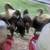 Miscovy ducklings 5 thumbnail