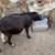 Fainting goat Doe's 6 thumbnail
