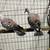 African triangle spot rock pigeons 1 thumbnail