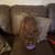 Synthetic Wig 1 thumbnail
