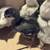 German Langshan Chicks 7 thumbnail