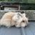Lionhead rabbits 2 thumbnail