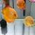 Discus fish for sale 3 thumbnail
