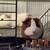 Two Guinea Pigs and Supplies 1 thumbnail