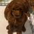 AKC standard poodles 6 thumbnail