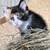 Kittens 1 thumbnail