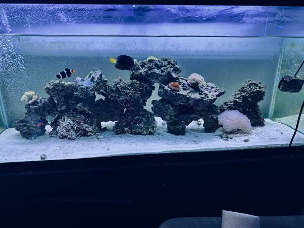 Saltwater fish setup 400 1