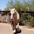 Palomino Gypsy Vanner 7 thumbnail