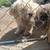 puppy 1 thumbnail