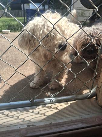 puppy 1