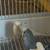 Parakeets 3 thumbnail