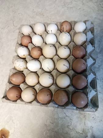 Eggs 1