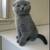 Scottish fold 1 thumbnail