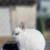 Netherland dwarf 9 thumbnail