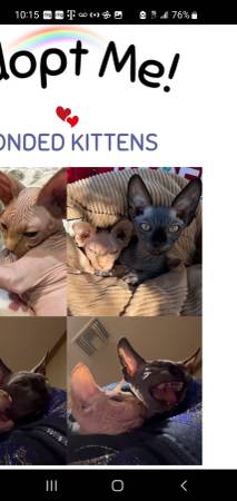 Calico sphynx kitten 4 months old 1