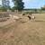 Sheep 3 thumbnail