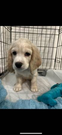 Cocker Spaniel ready for a new home (Tolleson)63967426313731121