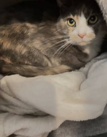 Female kitten/cat (Mountain City)64054659232002124