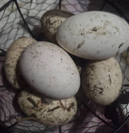 Goose eggs for hatching 1