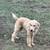 Free puppy 2 thumbnail