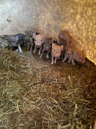 Potbelly piglets only two left 1
