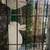 Mini rex Breeding Pair and spare Buck 1 thumbnail