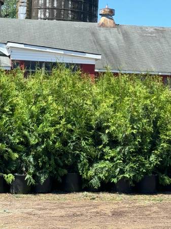 Thuja green giants for sale 1