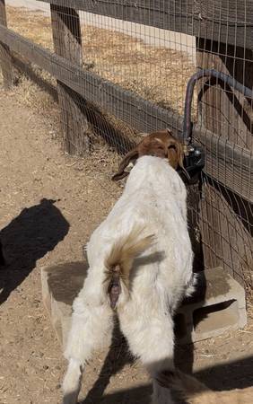 Automatically steel goats water bowl - $28 (Hemet)63471082311809123