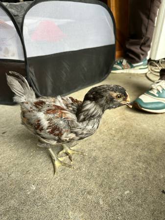 3 gallinas gratis: posibles gallos, demasiado pronto para decirlo. 6 semanas (Everett)63443593057921121