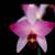 LAELIA ANCEPS: 100 Select Blooming Size Plants 4 thumbnail