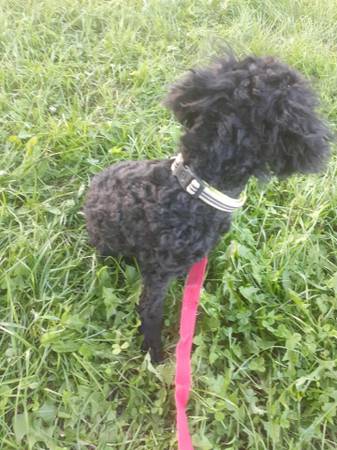 Chico caniche miniatura de raza pura63869170772227120