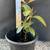 Jamun /black java seedling 3 thumbnail