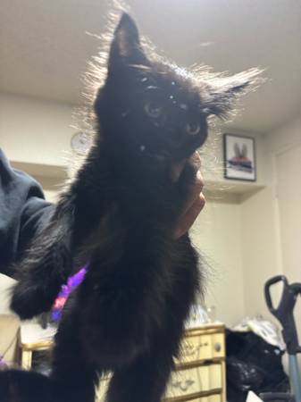 fluffy kittens (Portland)63958423104003121