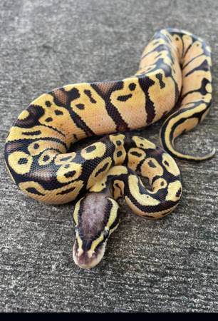 *Wanted* Female Ball Python and Enclosure 1
