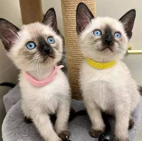Dog-like lovingx siamese63881395542657120
