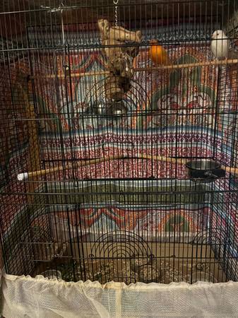 Two male singing canaries 1