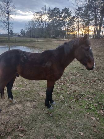 Stb/saddle bred gelding 1