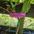 Passion Fruit Vine Plant Starter Nancy Garrison 2 thumbnail
