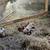 Feeder Pigs 6 thumbnail