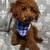 Poodles 3 thumbnail