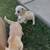 Decor decor box puppy 5 thumbnail
