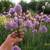 Perennial Potted Plants from my Homestead Gardens 1 thumbnail