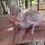 Cockatiels 1 thumbnail